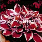 JMS Promotion! 150 Pcs Beautiful Hosta Bonsai, Perennials Lily Flower Shade Hosta Flower Grass Bonsa