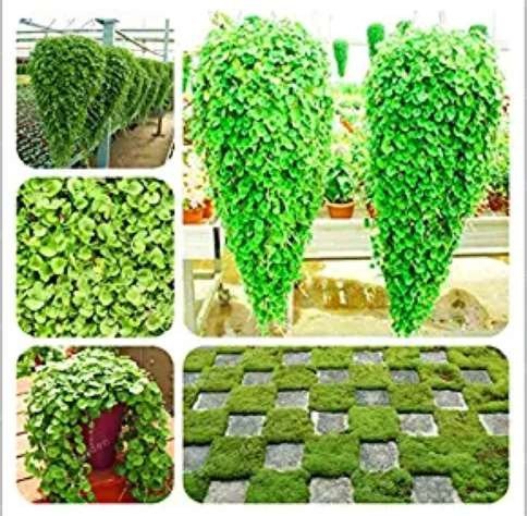 JMS Dichondra Bonsai Emerald Falls Multi Leafed Grass Bonsai Green Perennial Plant Dichondra Repens 