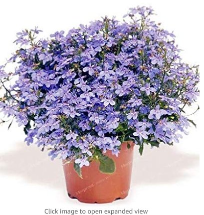 JMS 100% True Lobelia Bonsai Rare Indoor Flower In Bonsai Chlorophytum Flower Bonsai For Perennial H