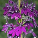 JMS 500Pcs Purple Flower Lobelia Vedrariensis Bonsai - Diy Home Garden