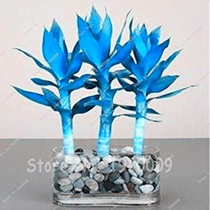 JMS Rare 50 Pcs Blue Lucky Bamboo Bonsai Anti Radiation Absorb Dust Tree Plants Indoor Plantss