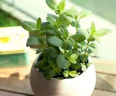 JMS 24 Kinds Different Flower Plant Bonsai Seedss Indoor Potted Seedsplants Exotic Suculenta Seedsfl