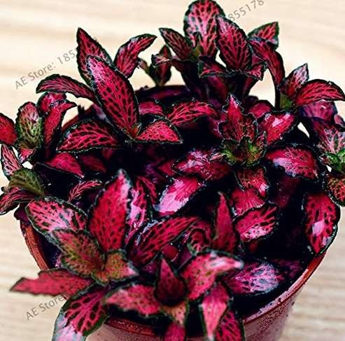 JMS Fittonia Verschaffeltii Bonsai Mini Easy Planting Balcony Fun Indoor Flower Pots Plantas Plants 