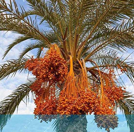 JMS 10Pcs Rare Medjool Date Sweet Organic Fruit Natural Date Palm Tree Bonsai Planting For Spring Fa
