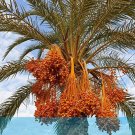 JMS 10Pcs Rare Medjool Date Sweet Organic Fruit Natural Date Palm Tree Bonsai Planting For Spring Fa