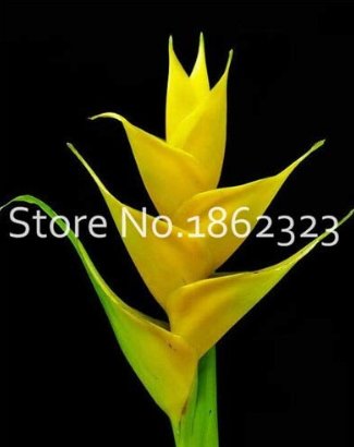 JMS 200 Pcs Rare Color Succulent Heliconia Plants Diy Home Garden Potted Or Yard Flower Plant Bonsai