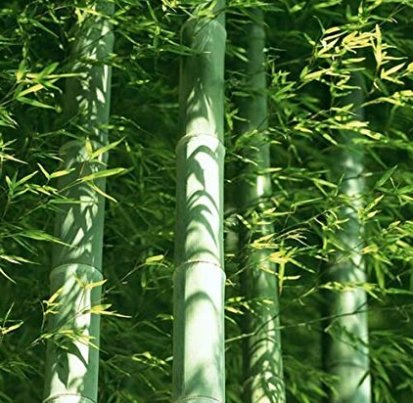 JMS 50Pcs Easy Grow JMS Giant Moso Bamboo Bonsais For Diy Home Garden Plant Best Organic