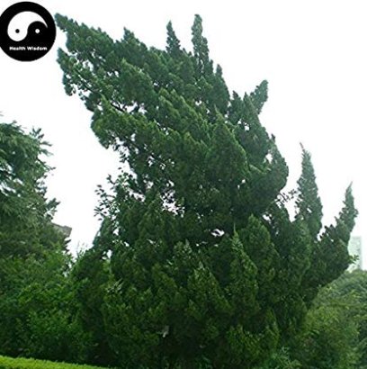 JMS Juniperus Chinensis Tree Semente 120Pcs Plant Chinese Dragon Arborvitae Tree