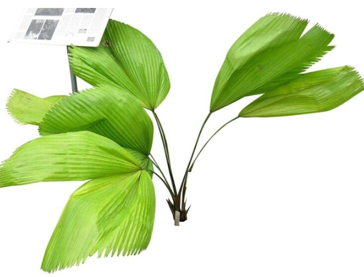 JMS 100Pcs Ruffled Fan Palm Seeds