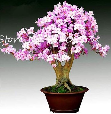 JMS Bonsai Rhododendron Flower Easy To Grow Azalea Bonsai Family & Garden Flower Rare Plant Diy Indo