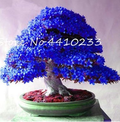 JMS Bonsai Rhododendron Flower Easy To Grow Azalea Bonsai Family & Garden Flower Rare Plant Diy Indo