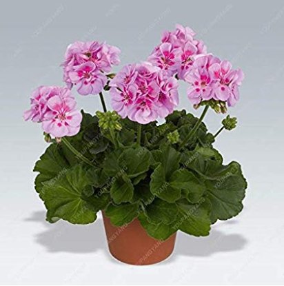 JMS 100Pcs Geranium Planting Bonsai Flower Plants Bonsais Potted Geranium For Home Garden Decoration