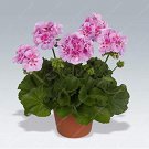 JMS 100Pcs Geranium Planting Bonsai Flower Plants Bonsais Potted Geranium For Home Garden Decoration