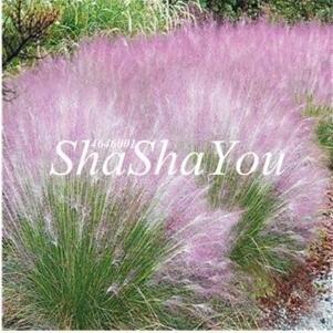JMS Half-Hardy Perennial Fountain Grass Pennisetum Setaceum Fireworks Seeds