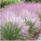JMS Half-Hardy Perennial Fountain Grass Pennisetum Setaceum Fireworks Seeds