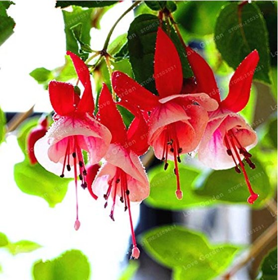 JMS Purple Double Petals Fuchsia Bonsai Potted Flower Bonsai Potted Plants Hanging Fuchsia Flowers 1