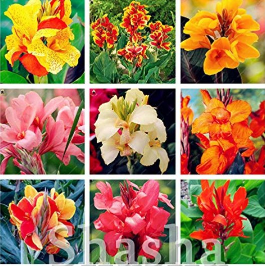 JMS 100 Pcs/Bag Dwarf Bonsai Canna Lily Outdoor Tropical Bronze Scarlet Foliage Perennial Potted Pla