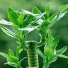 JMS 20 Pcs/Bag, Lucky Bamboo Plants, Potted Balcony, Planting Is Simple, Budding Rate Of 95%, Radiat