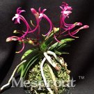 JMS Rare Plants Neofinetia Falcata Bonsai Rich Aroma Bonsai Flower Plant Neofinetia Falcata 100 Part