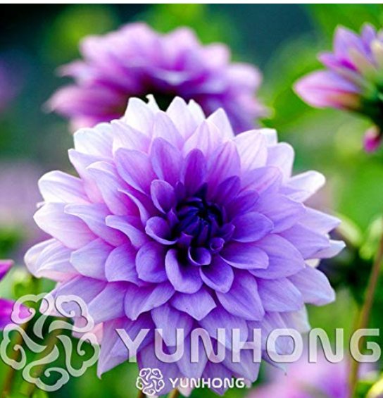 JMS 50Pcs/Bag Dahlia Flower Seed Mexico'S National Flower Garden Plants Garden Supplies Home Potted 