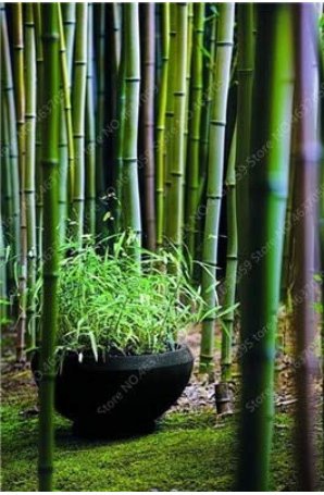 JMS 20 Pcs Perennial Bamboo Plant JMS Giant Mixed Moso Bambu Plant Bambusa Tree Ornamental Planta Fo