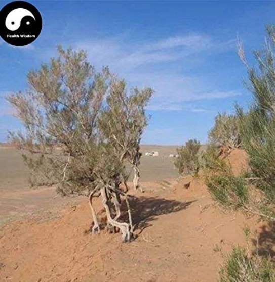 JMS Haloxylon Ammodendron Tree Semente 100Pcs Plant Desert Tree Haloxylon For Suo Suo