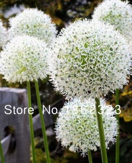 JMS 100 Pcs Rare Color Giant Allium Giganteum Beautiful Flower