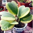 JMS Flower Bonsai Hoya Kerrii Bonsai (December Orchid) Family Bonsai Garden Supplies 100Pcs / Bag - 