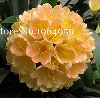 JMS Clivia Miniata Bonsai Gorgeous Rare Bush Kefir Lily Flower Decorative Garden Plant Diy Home With
