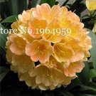 JMS Clivia Miniata Bonsai Gorgeous Rare Bush Kefir Lily Flower Decorative Garden Plant Diy Home With