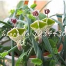 JMS 100 Pcs Ceropegia Woodii Flowers Bonsai Parachute Ceropegia Haygarthii Var. Rare Home Garden Bui