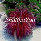 JMS Half-Hardy Perennial Fountain Grass Pennisetum Setaceum Fireworks Bonsai, 200 Bonsai/Bag, Pennis