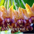 JMS Flower Bonsai Hoya Kerrii Bonsai (December Orchid) Family Bonsai Garden Supplies 100Pcs