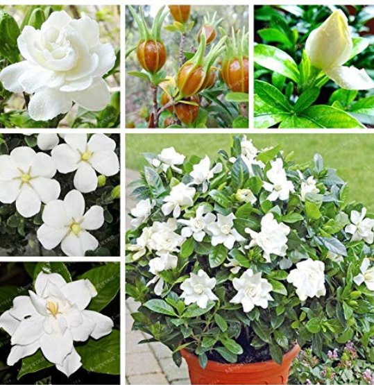 JMS 2 Pcs Gardenia Bonsai (Cape Jasmine) Amazing Smell & Beautiful Flowers Rare Bonsai Flower Bonsai