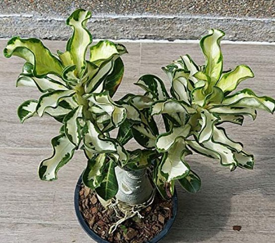 JMS 100% True Thailand Rare Grafted Desert Rose Variegated Leaves Siam Potted Home Garden Flowers Bo