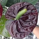 JMS 100Pcs Anthurium Plantas Rare Flower Plants For Balcony Bonsai Potted Planting For Home Garden O