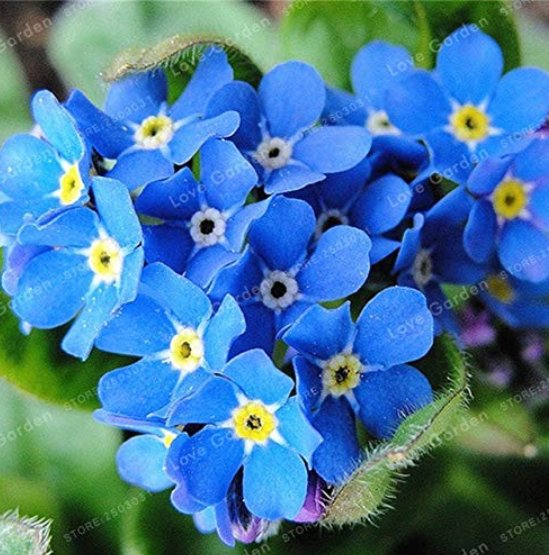 JMS 50 Pcs/Bag Rare Myosotis Silvatica Bonsai Home Garden Flowers Potted Bonsai Forget Me Not Bonsai
