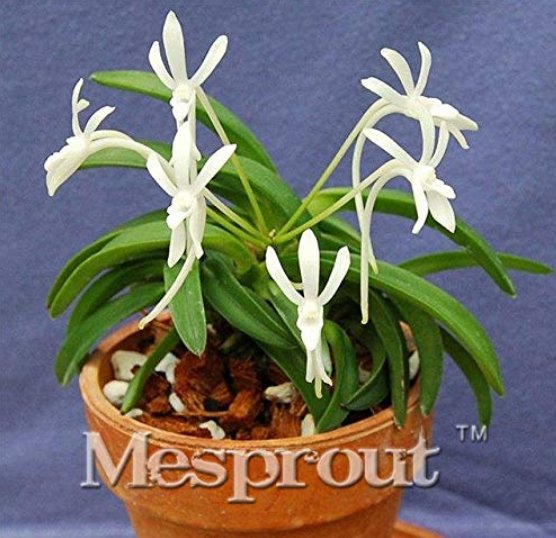 JMS Rare Plants Neofinetia Falcata Bonsai Rich Aroma Bonsai Flower Plant Neofinetia Falcata 100 Part