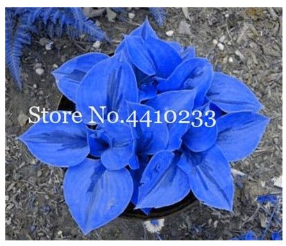 JMS 100 Pcs/Bag Bonsai Hosta Plants, Perennials Jardin Lily Flower Shade Hosta Flower Flores Herb Pl