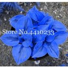 JMS 100 Pcs/Bag Bonsai Hosta Plants, Perennials Jardin Lily Flower Shade Hosta Flower Flores Herb Pl
