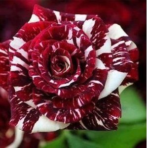 JMS New Hierloom 20 Tiger Stripes Rose Seeds High Germination Rate Stunning Blooms Balcony