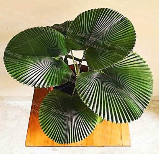 JMS 10Pcs/Bag Palm Bonsai Plant Perennial Purification Air Palm Tree Family Garden Potted Botanical 