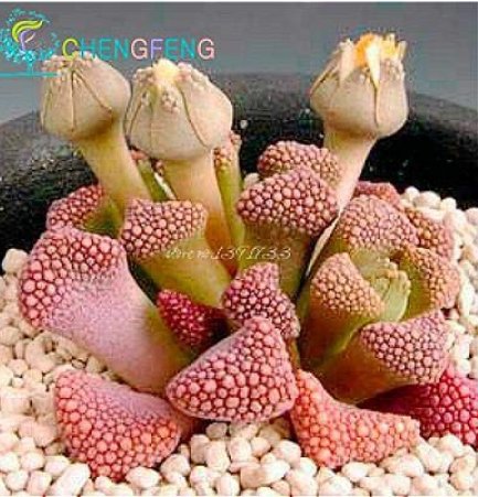 JMS 300Pcs Succulents Flower Plants Beautiful Rare Planta For A Perenial Garden Bonsai Tree Plant Fo