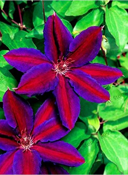 JMS Clematis Plants Real Rare Clematis Plant Outdoor Plant Natural Growth Bonsai Home Garden 100 Pcs