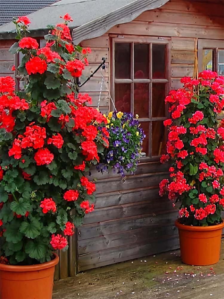 JMS Climbing Geranium, Red