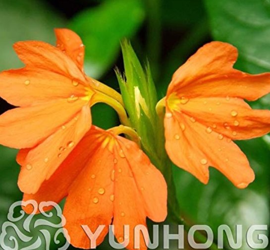 JMS 100Pcs A Pack Rare Crossandra Infundibuliformis Grow Lings Bonsai Crossandra Infundibuliformis G