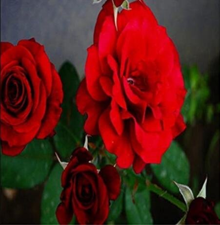JMS 50Pcs Rieger Begonias Begonia Seeds - Dark Red Color