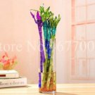 JMS 10 Pcs Rainbow Lucky Bamboo Bonsai Small Potted Plants Purify Dracaena Plantas,Planting Simple F
