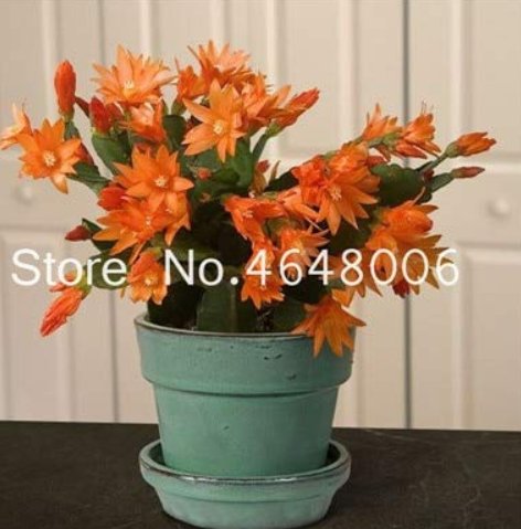 JMS 100Pcs/Bag Hanging Schlumbergera Zygocactus Flores Bonsai Christmas Cactus Plantas, Bonsai Plant