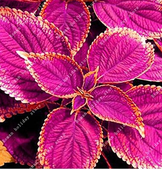 JMS 100Pcs Purple Coleus Blumei Pink Edge Beautiful Natural Flowers Rare Perennial Fragrant Plants J